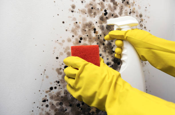 Best Black Mold Removal  in Pine Grove Mills, PA