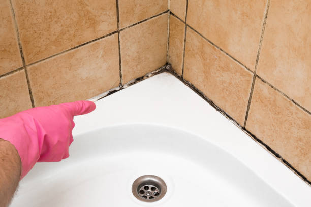 Best Professional Mold Removal  in Pine Grove Mills, PA